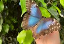Il Mesocosmo al Museo di Storia Naturale di Calimera