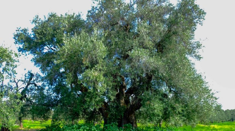 Corato Cultivar Bellezza