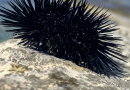Il fascino spinoso del nostro mare Il fascino spinoso del nostro mare
