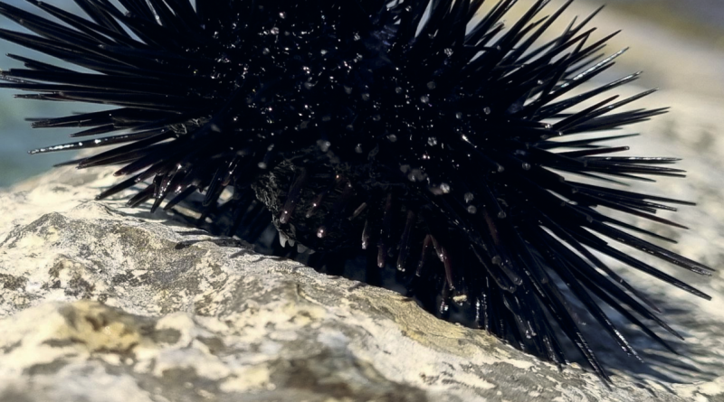Il fascino spinoso del nostro mare