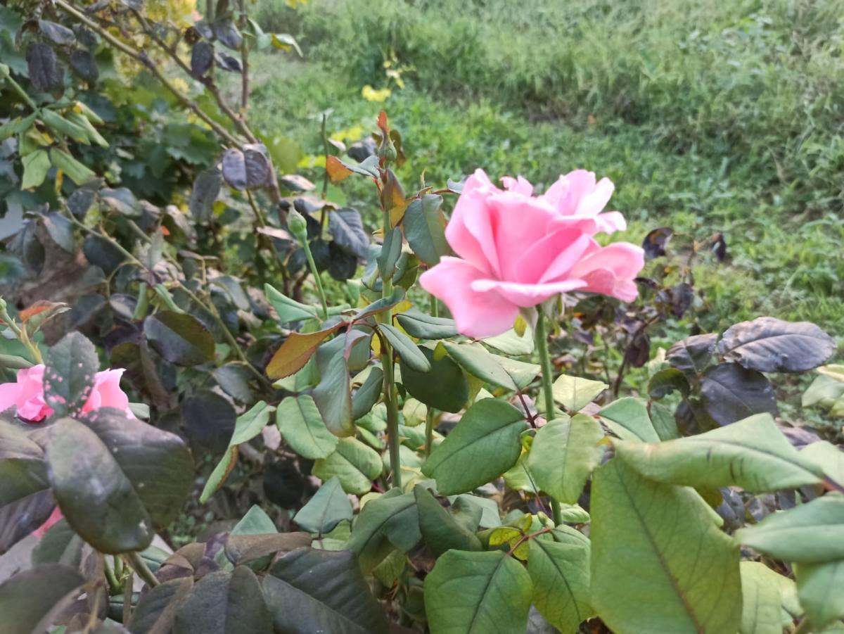 Fondazione La cometa Villa delle rose